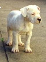 Dogue argentin bébé